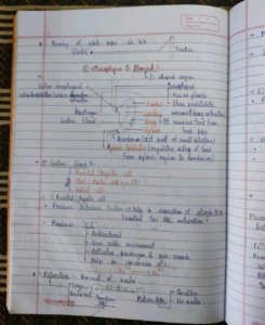 Biology Digestion And Absorption Class 11 Handwritten Notes PDF