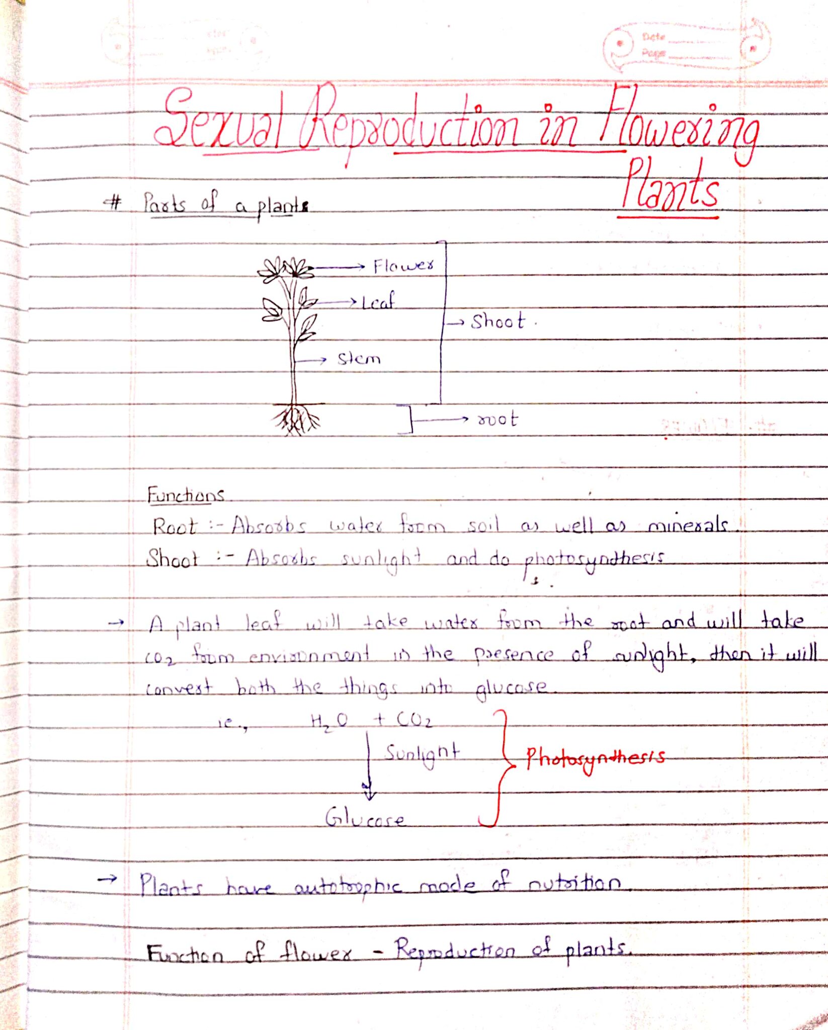 Sexual Reproduction In Flowering Plants Class Biology Handwritten Notes With Diagram Shop