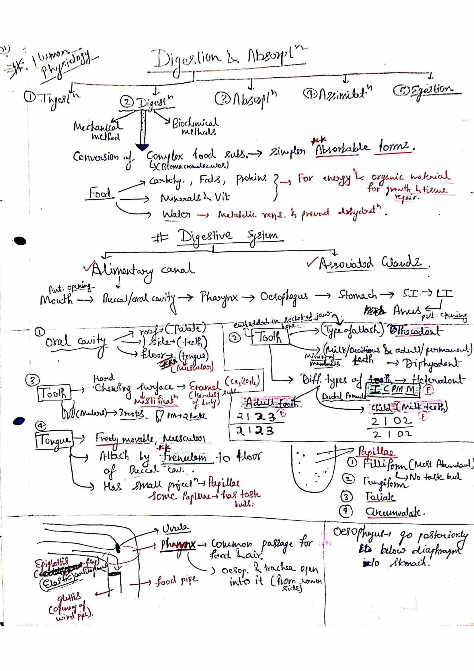 Chapter 16 Digestion And Absorption Class 12 Biology Notes For Cbse