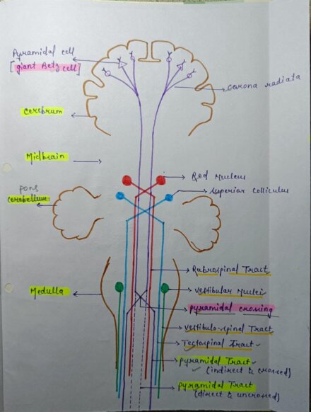 Complete Physiology Handwritten Notes PDF For NEET, MBBS And ...