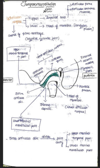 Temporomandibular joint- anatomy handwritten notes