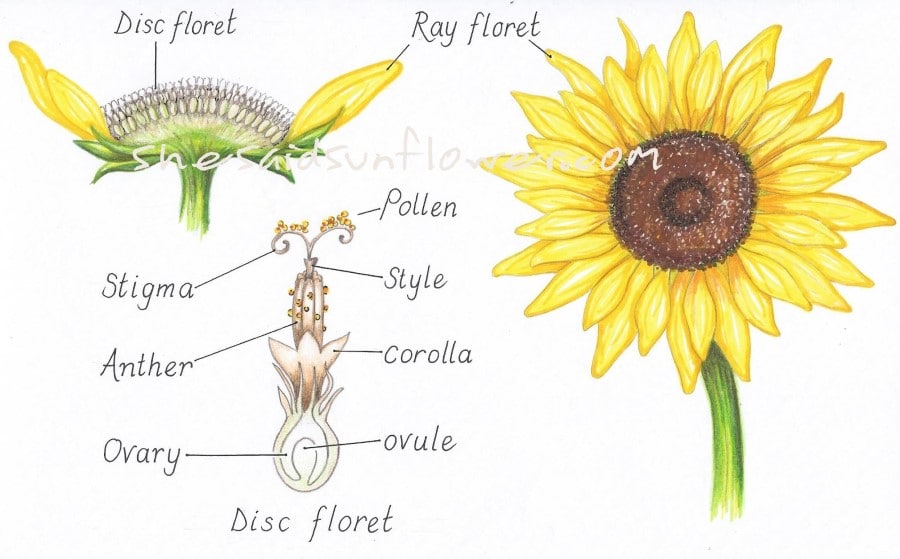 primary-structure-of-stem-in-sunflower-handwritten-notes