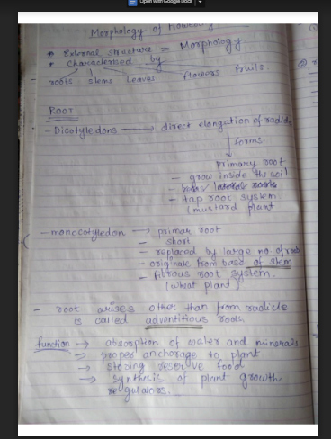 NCERT Class 11 Biology Notes Chapter 5 Handwritten Notes PDF