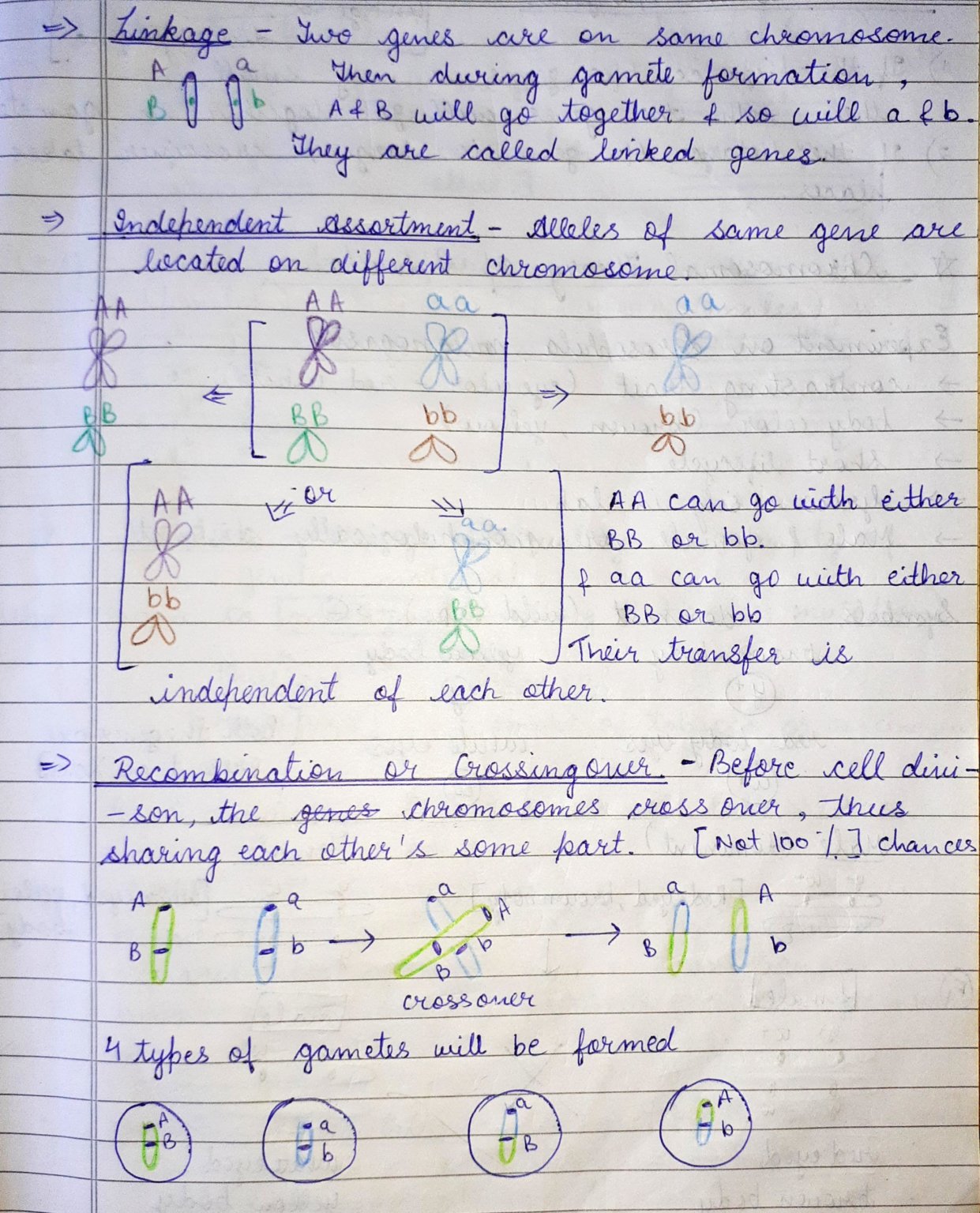 class-12-ncert-biology-handwritten-notes-of-principle-of-inheritance