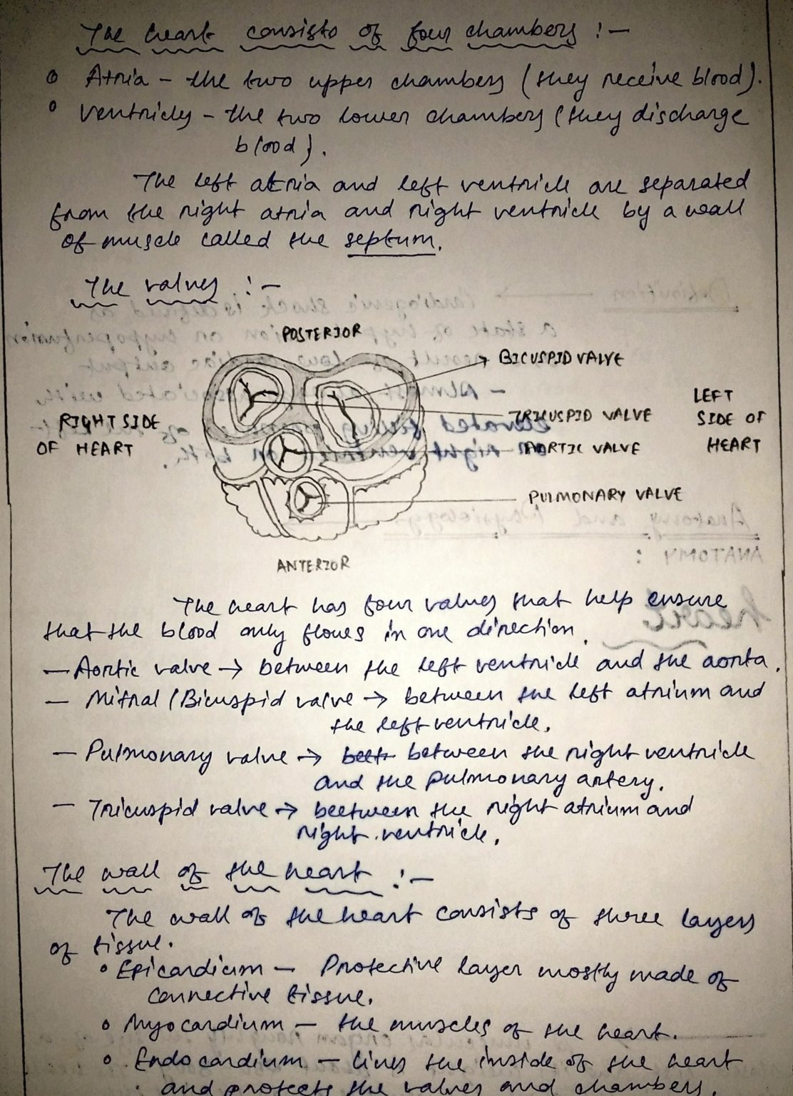 bsc nursing assignment