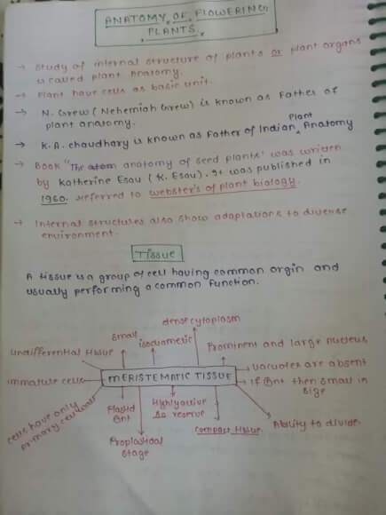 Class 11th Biology: Anatomy of flowering plant Handwritten Notes PDF ...