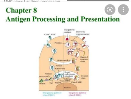 Pathway of Antigen processing and presentation Handwritten Notes