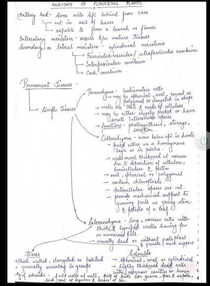 Biology Class 11 Chapter 6 Anatomy In Flowering Plants Handwritten Notes PDF