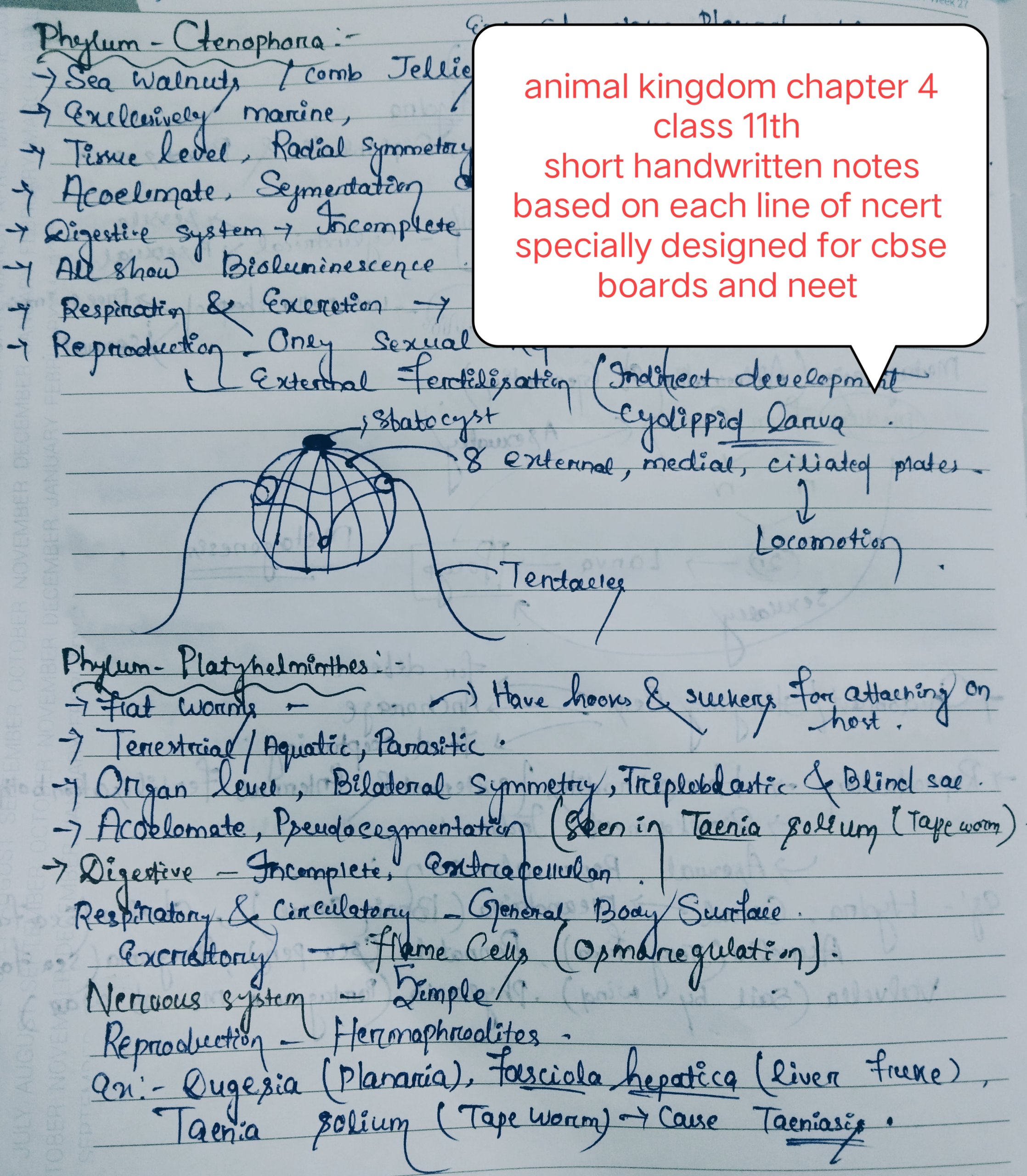 class 11th biology animal kingdom chapter 4 short handwritten notes