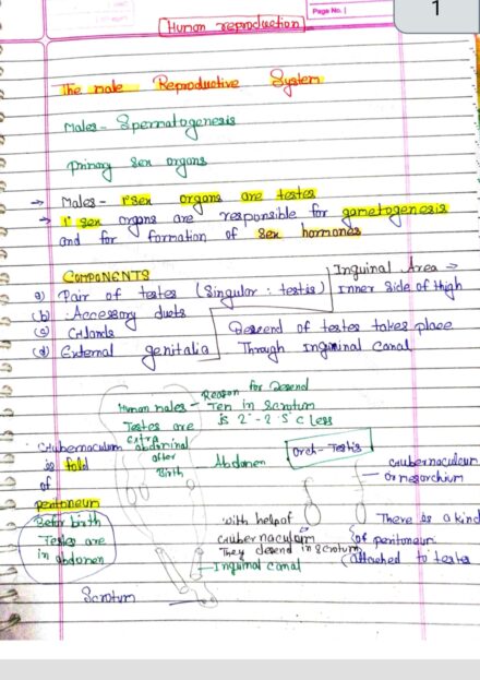 Class 12 HUMAN Physiology (Reproduction) Handwritten Notes PDF