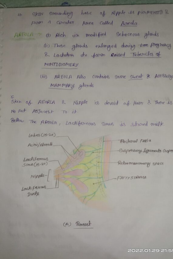 Anatomy oF BREAST Handwritten Notes PDF