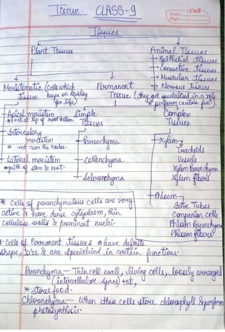 Class 9 tissue notes biology Handwritten Notes PDF