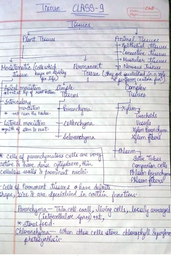 Class 9 tissue notes biology Handwritten Notes PDF