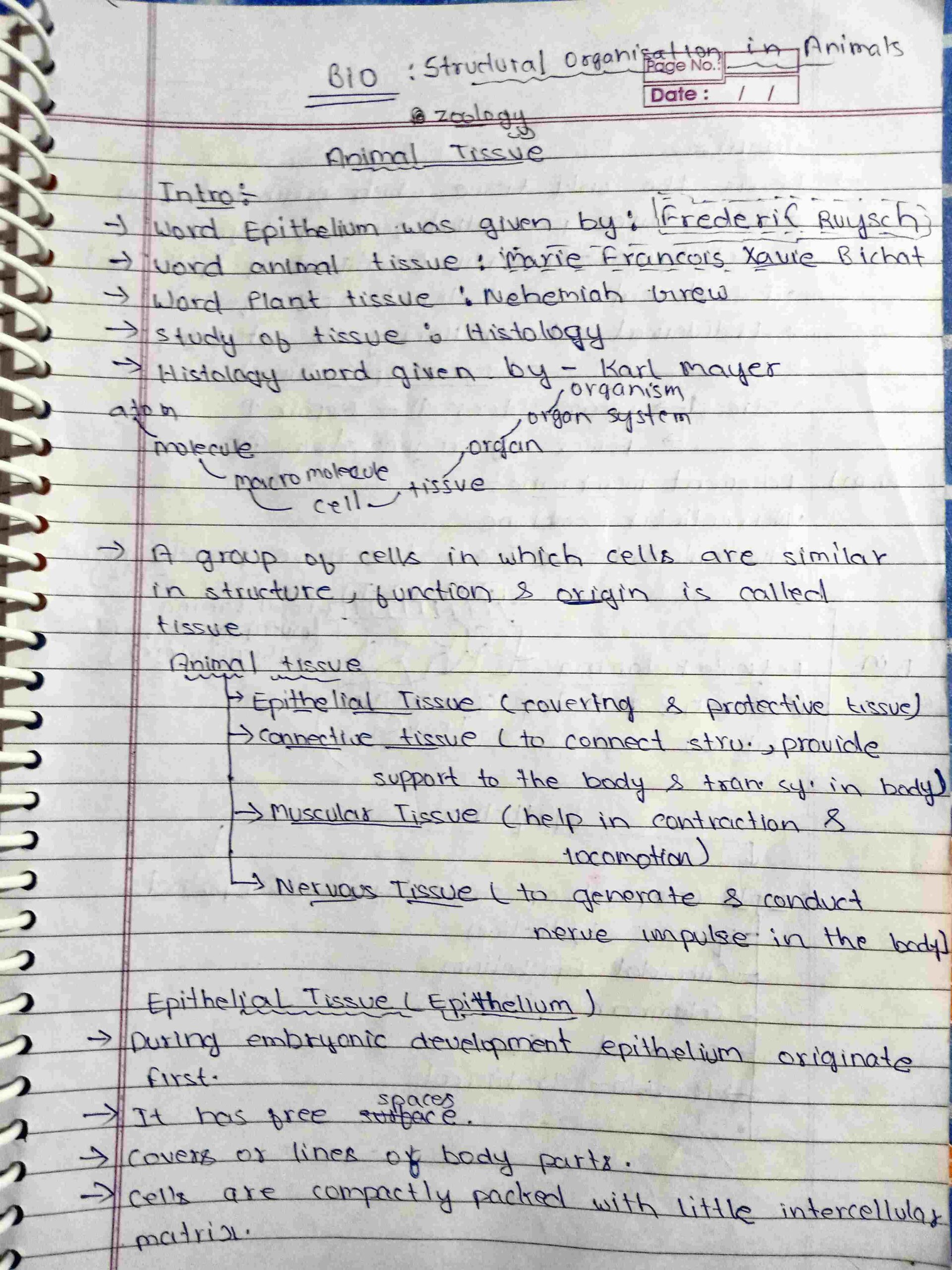Class 11 biology: Structural Organization in Animals Handwritten Notes PDF