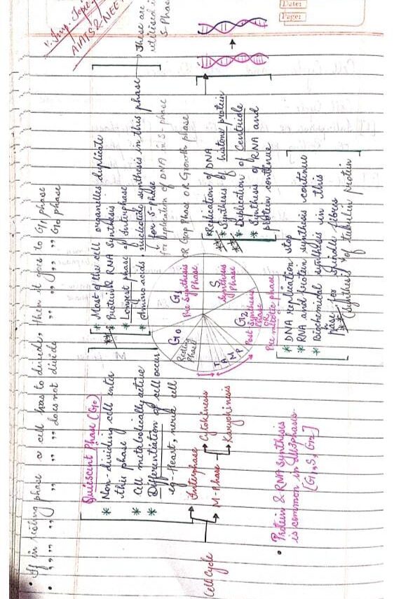 Cell Cycle And Cell Division Handwritten Notes PDF Download