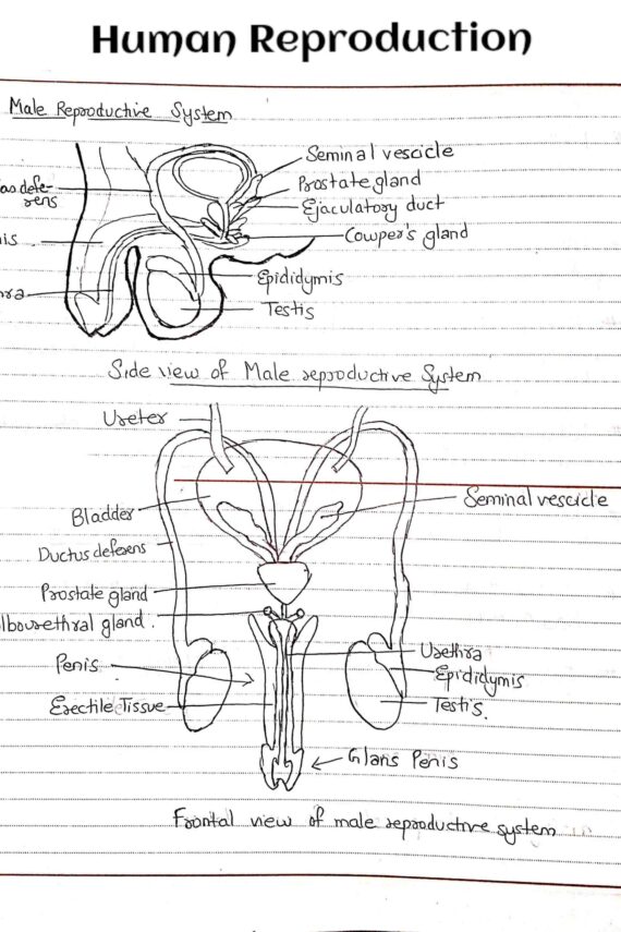 Human Reproduction male reproductive system