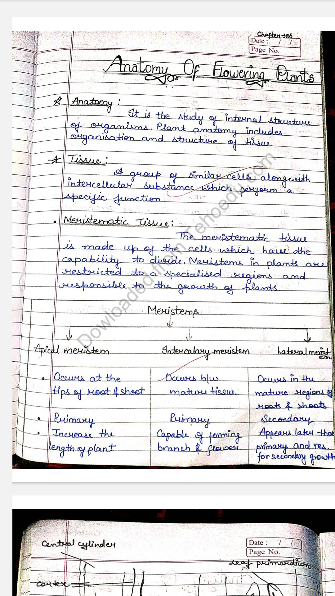 NCERT Class-11th biology , chapter – 6 ( anatomy of flowering plants )  Handwritten Toppers Notes (Premium Quality)-