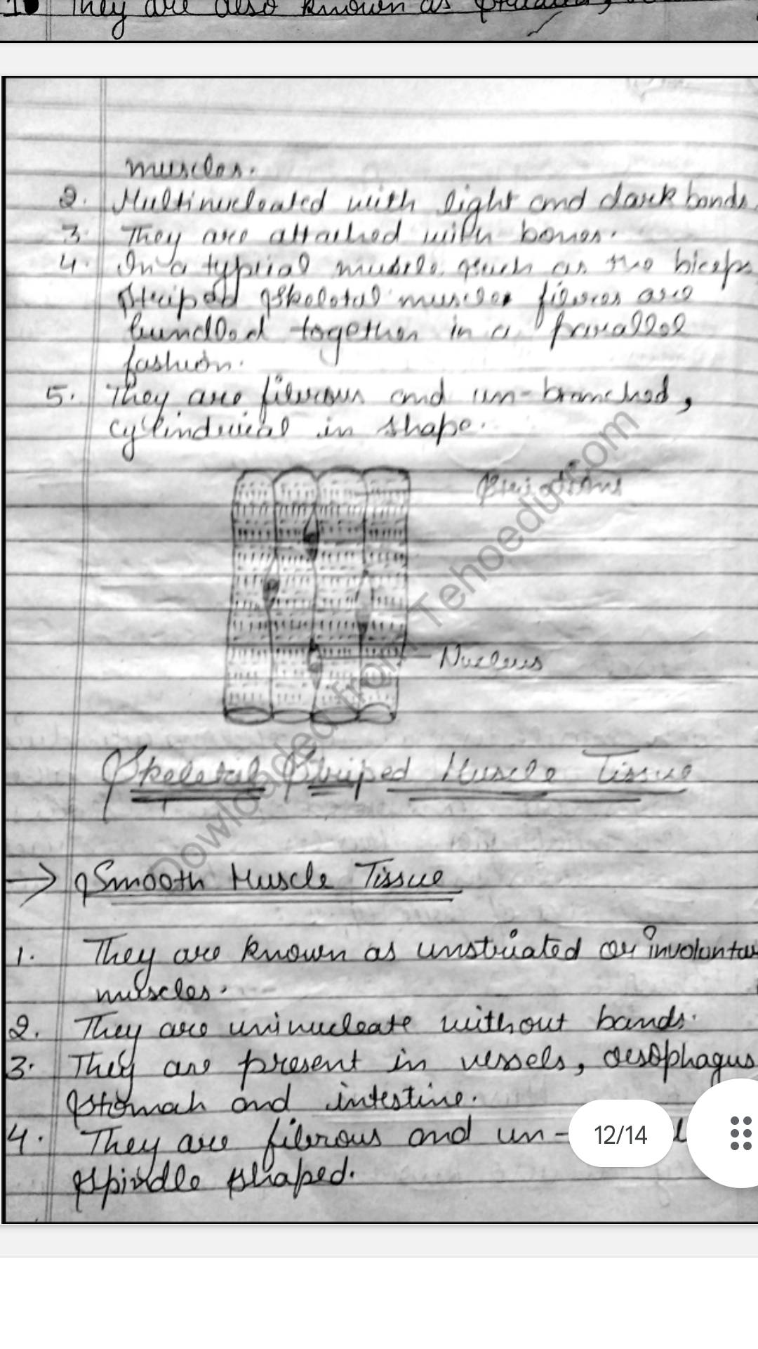 NCERT Class-11th biology , chapter – 7 ( structural organisation in animals  ) Handwritten Toppers Notes (Premium Quality)- English medium
