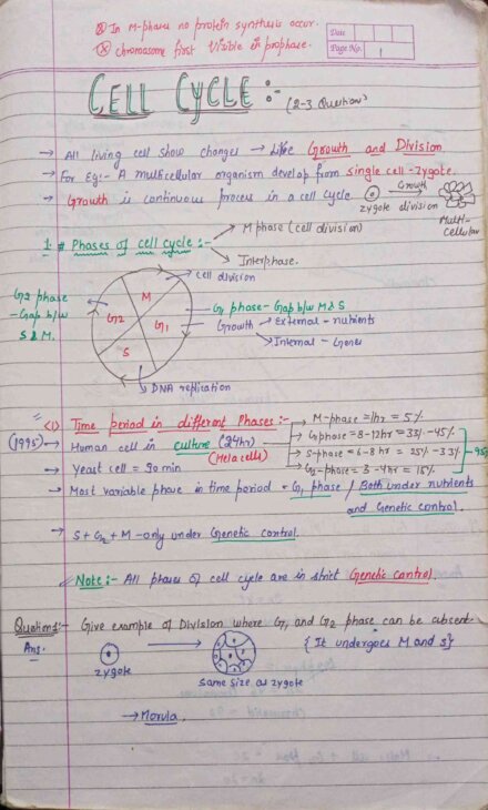 Chapter-10: Cell Cycle and Cell Division class 12 Biology notes for cbse board and NEET