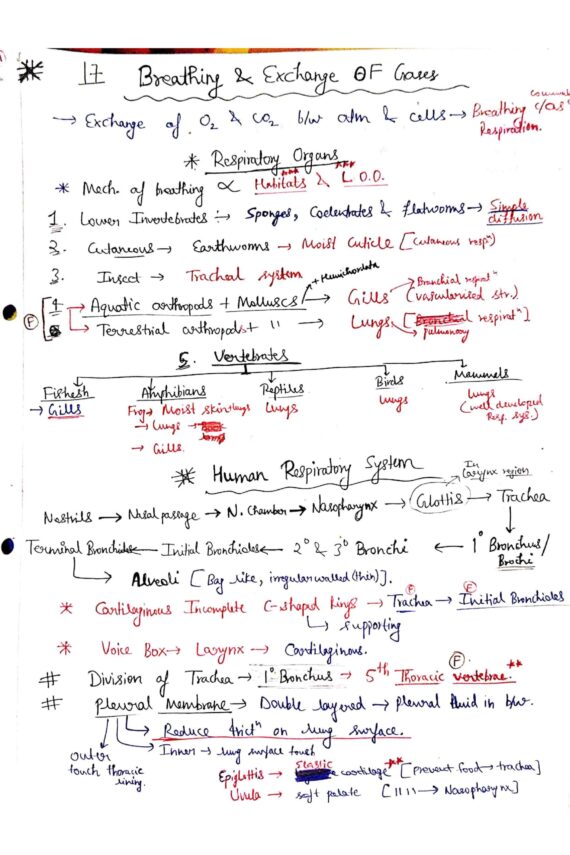 Chapter-17: Breathing and Exchange of Gases class 12 Biology notes for cbse board and NEET