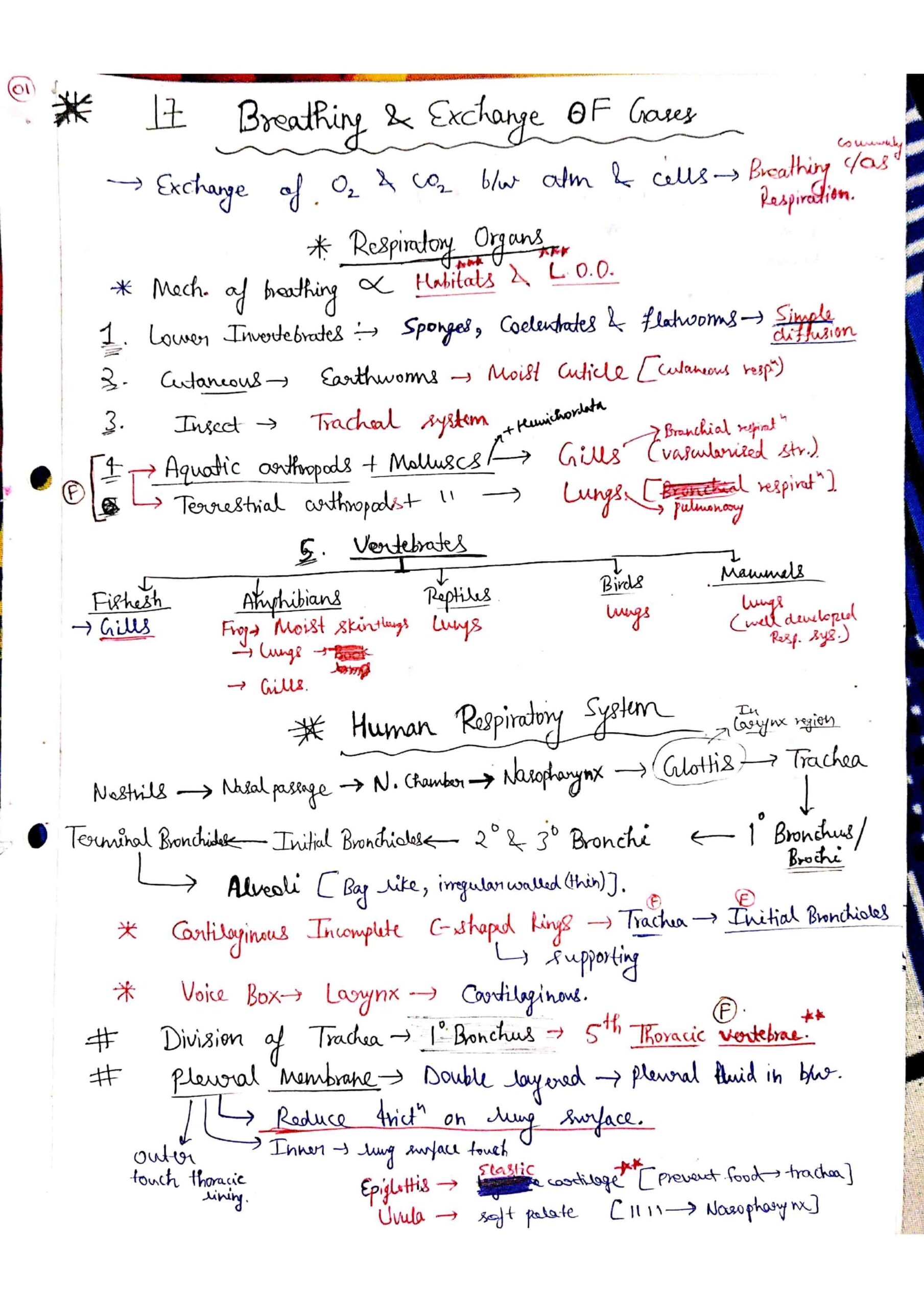 Cbse Notes Class Biology Breathing And Exchange Of Gases My Xxx Hot Girl