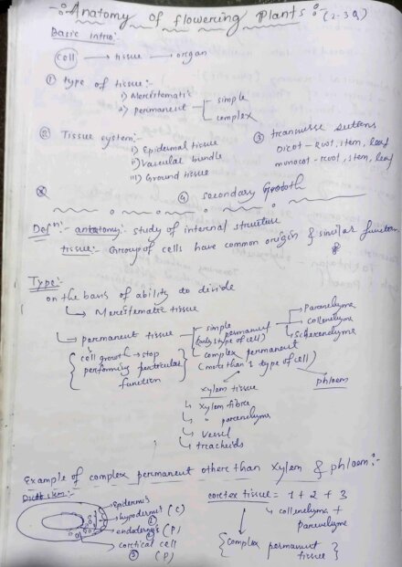 Chapter-6: Anatomy of Flowering Plants class 12 Biology notes for cbse board and NEET