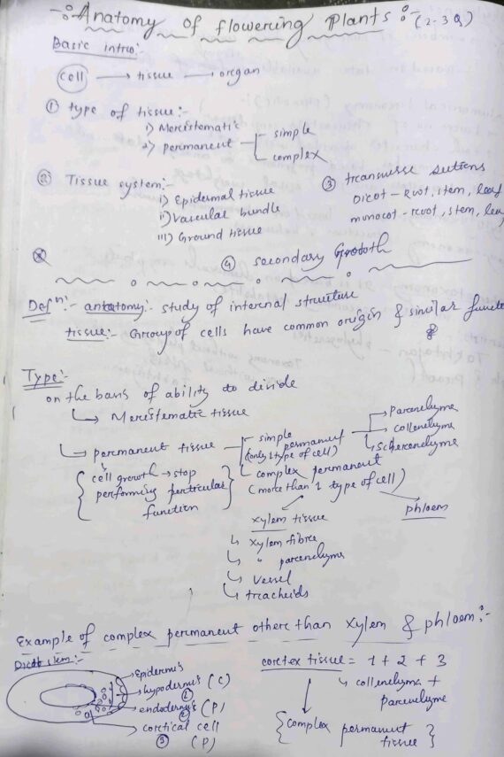 Chapter-6: Anatomy of Flowering Plants class 12 Biology notes for cbse board and NEET