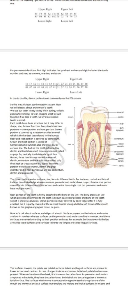 Introduction to Dental anatomy Notes PDF Download