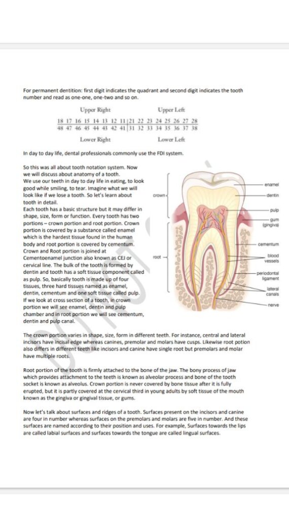 Introduction to Dental anatomy Notes PDF Download