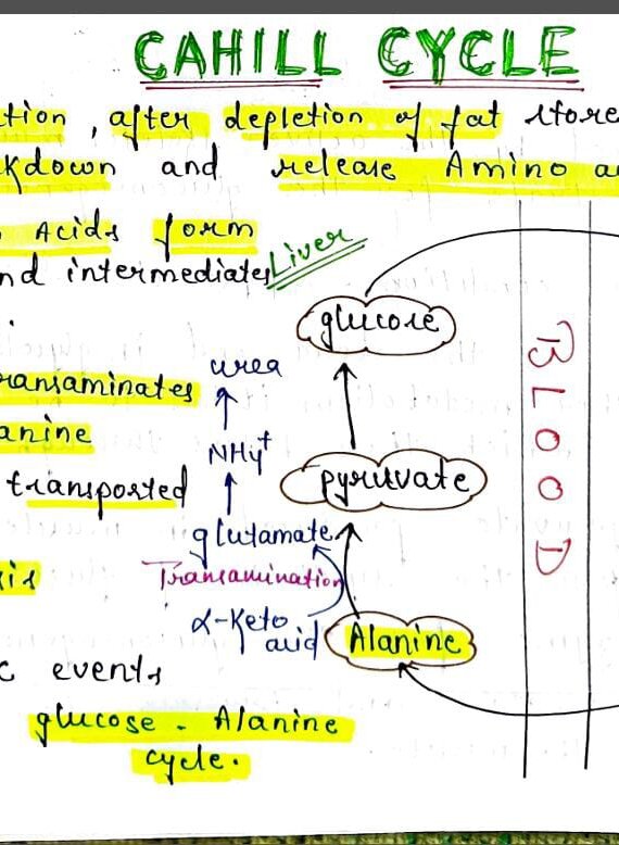 Cahill cycle notes PDF - Best Handwritten Notes for MBBS, NEET and Competition