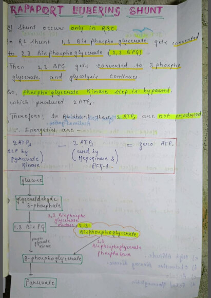 Rapaport Leubering Cycle notes PDF - Best Handwritten Notes for MBBS, NEET and Competition