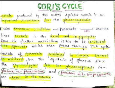 Cori cycle notes PDF - Best Handwritten Notes for MBBS, NEET and Competition