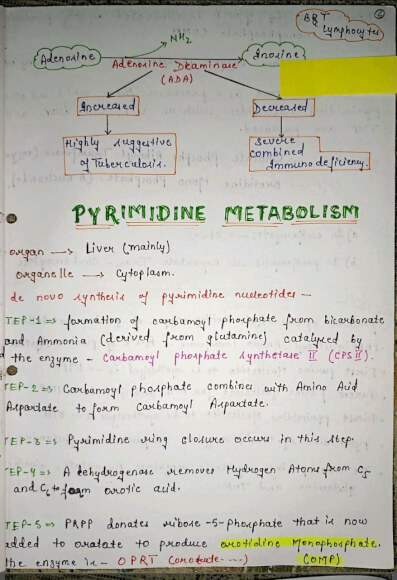 Pyrimidine metabolism Notes PDF - Best Handwritten Notes for MBBS, NEET and Competition