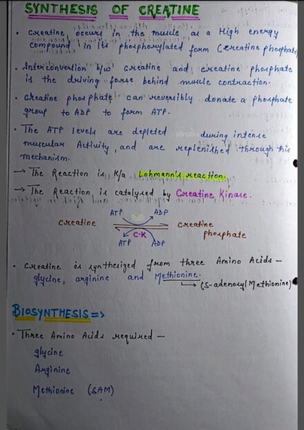 Creatine synthesis Notes PDF - Best Handwritten Notes for MBBS, NEET and Competition