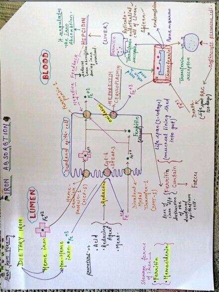 Iron metabolism Notes Pdf for Class 12, MBBS, BSc, MSc and Competitive ...