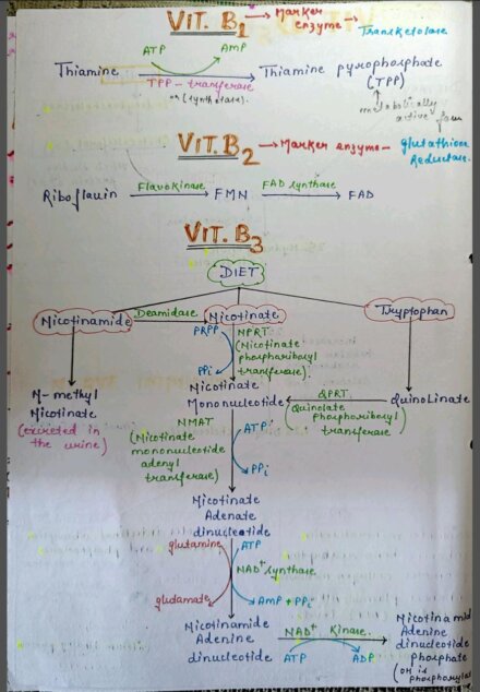 Vitamin B complex Notes PDF – Handwritten Notes for NEET, JEE, MBBS and ...
