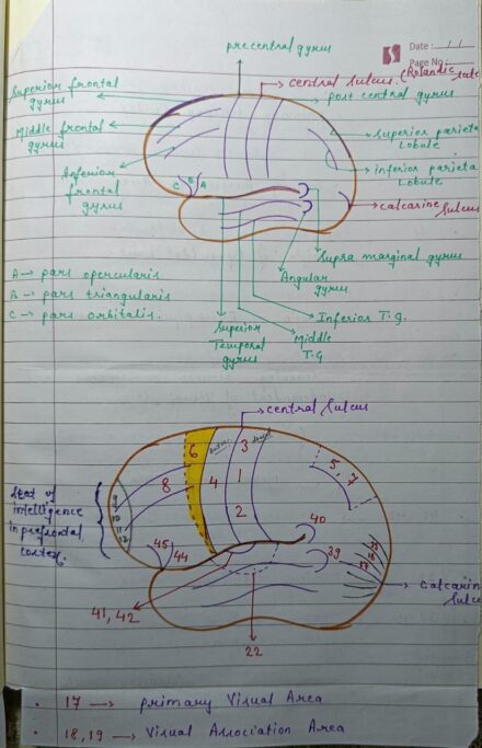 Sensory and motor areas Notes PDF Download for NEET, MBBS and other competitive Exams