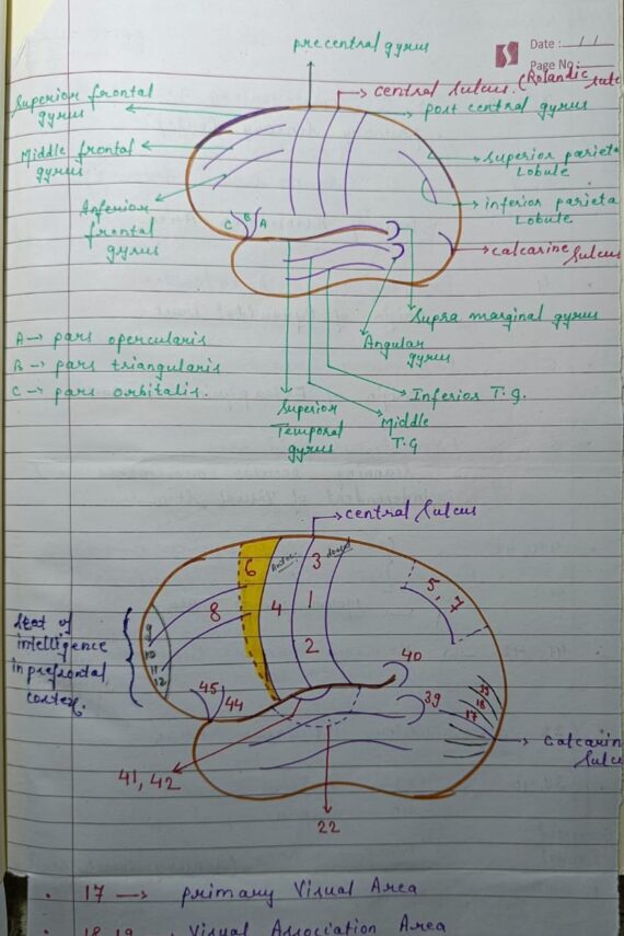 Sensory and motor areas Notes PDF Download for NEET, MBBS and other competitive Exams