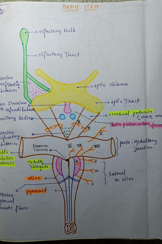 Complete Physiology Handwritten Notes PDF for NEET, MBBS and Competitive Exams - 42 PDFs