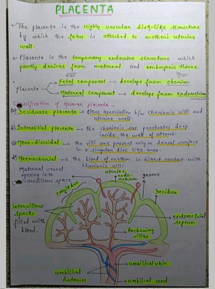 Placenta Notes PDF for NEET, MBBS BSc and MSc