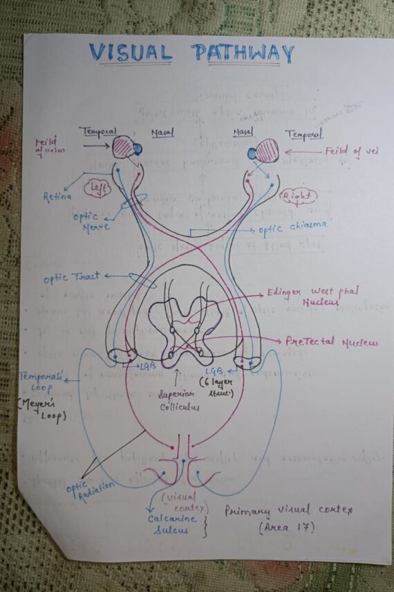 Cranial nerves anatomy Notes PDF for MBBS by Swapnil Kushwaha