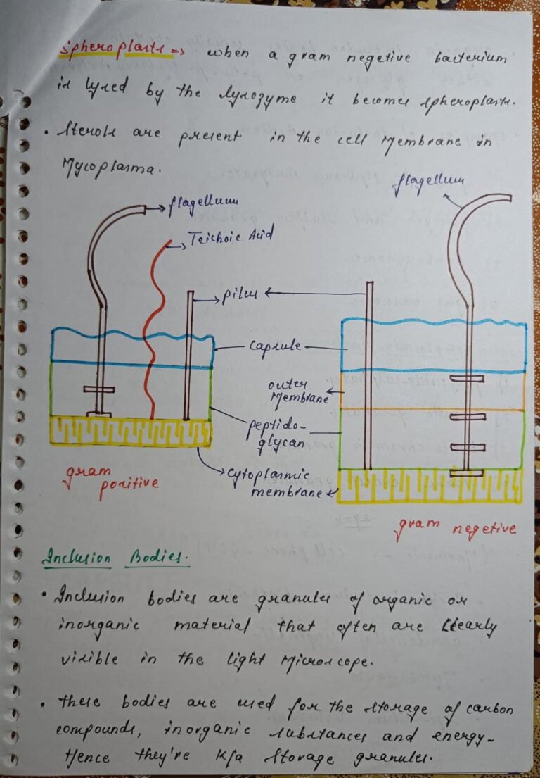 General Microbiology MBBS Handwritten Notes – Shop Handwritten Notes (SHN)