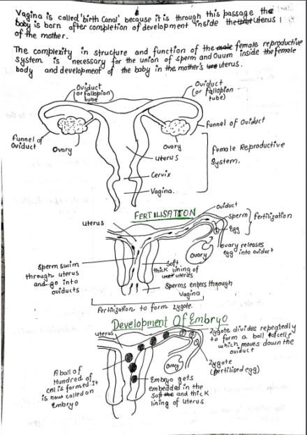 How do organism reproduce | Biology | CBSE class10 - Handwritten Notes PDF
