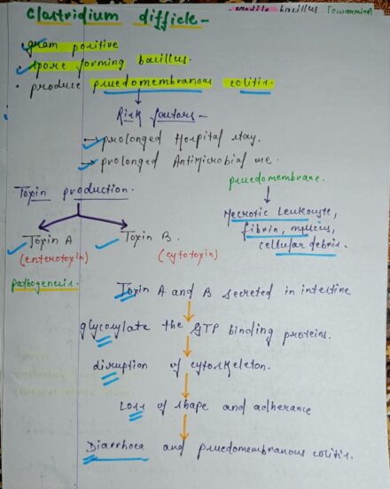 Clostridium difficle microbiology Notes