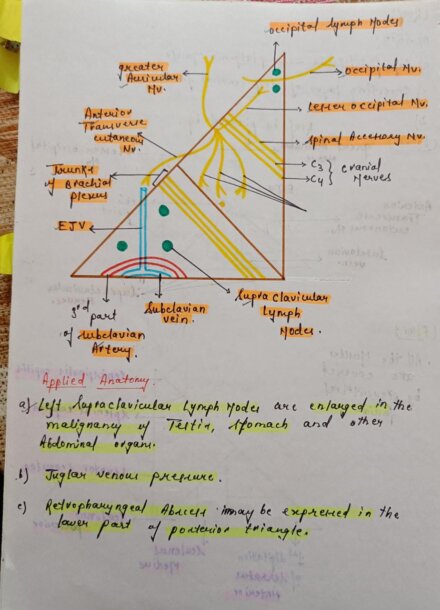 Mbbs handwritten notes anatomy