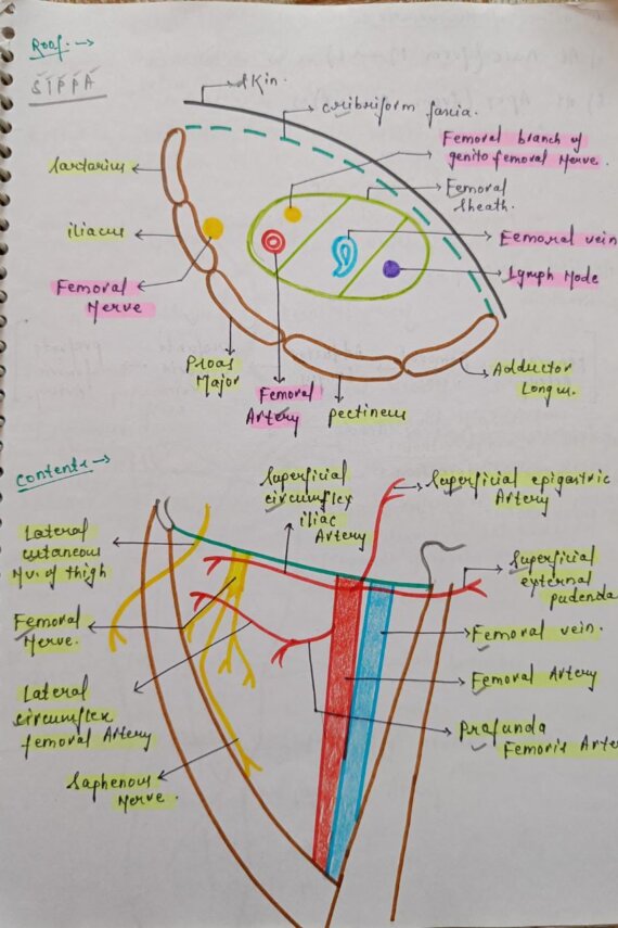 Complete Anatomy Handwritten Notes PDF for NEET, MBBS and Competitive exams