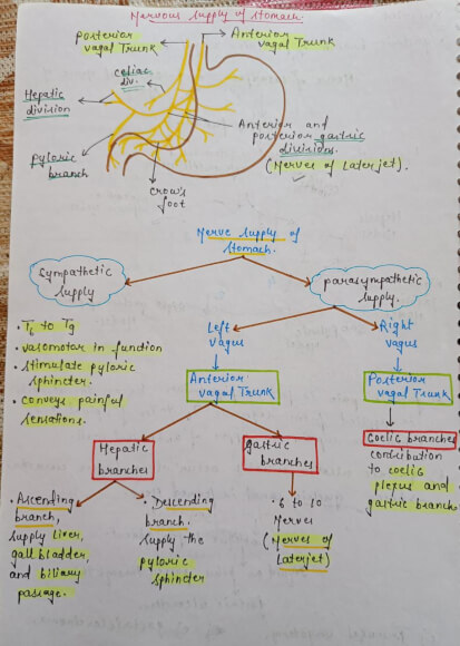 Complete Anatomy Handwritten Notes PDF for NEET, MBBS and Competitive ...