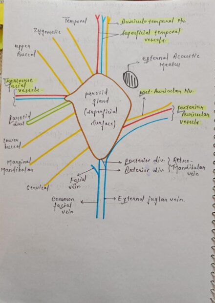 Mbbs handwritten notes anatomy