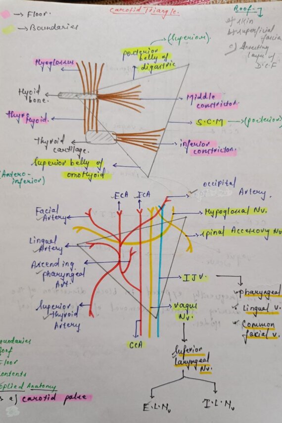 Complete Anatomy Handwritten Notes PDF for NEET, MBBS and Competitive exams