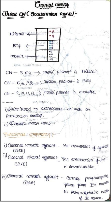 Cranial Nerves anatomy-Neuroanatomy Handwritten Notes PDF